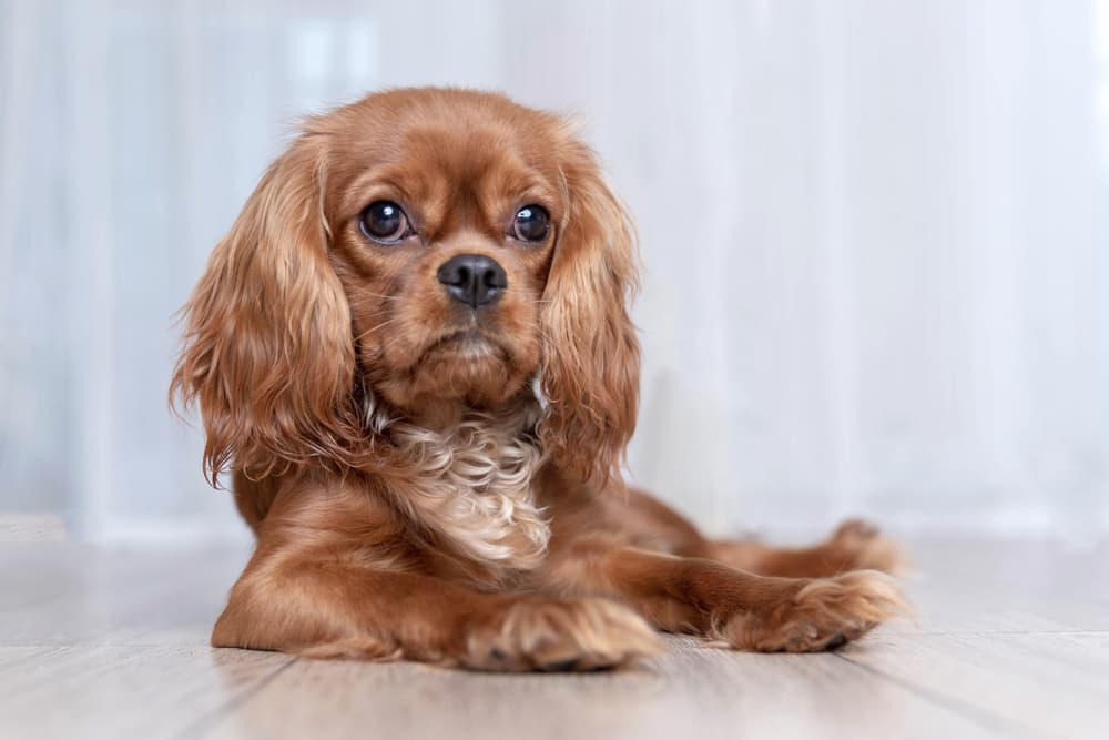 Dog looking out to owner