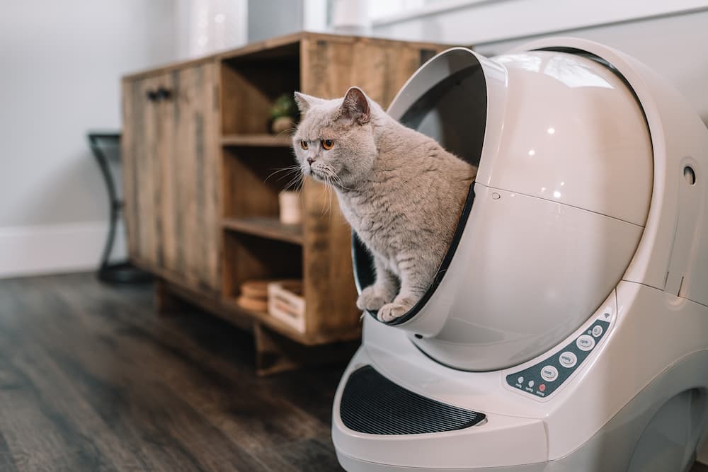Cat sitting in the whisker litter-robot review