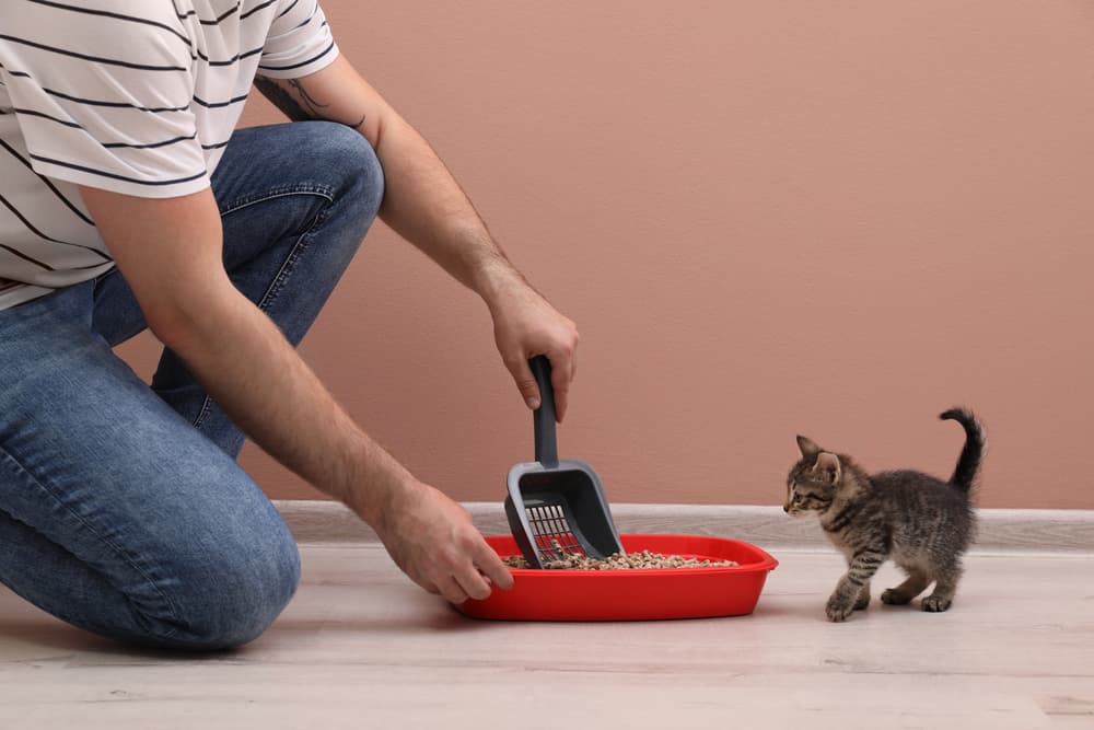 Guy scooping kitty litter at home