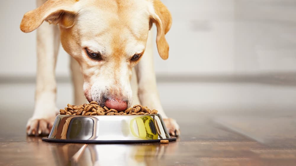 What's Human Grade? It's The Greatest Dog Food Truth To Know – Goodness  Gracious