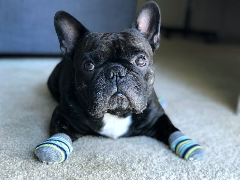 6 Best Dog Grip Socks to Prevent Slipping and Sliding