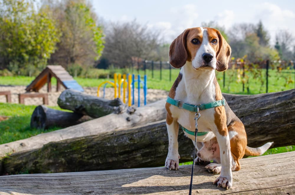 7 best dog harnesses to shop in 2023, according to experts