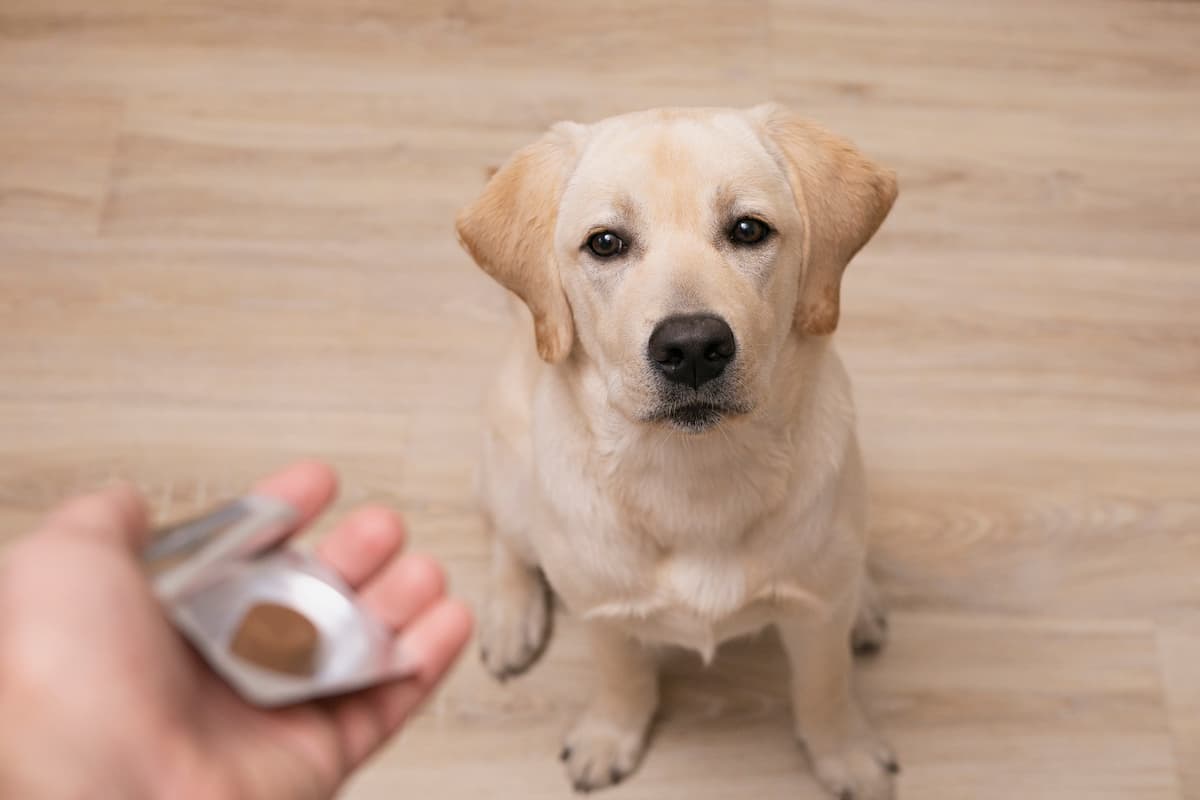 How Do Probiotics For Dogs Work?