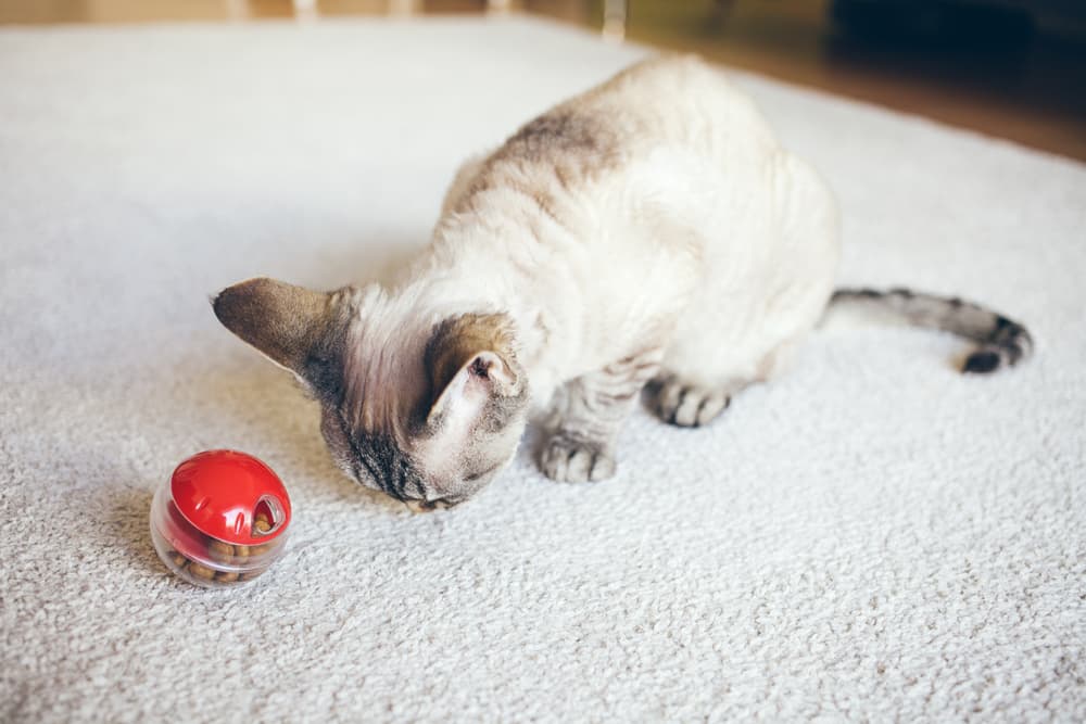 cat stares at a puzzle game with food inside