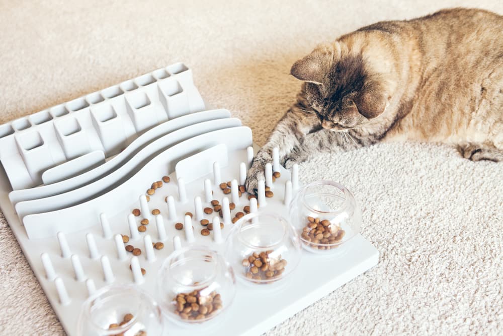 Cat Slow-Feeder Puzzle Review, PetStages Rainy Day