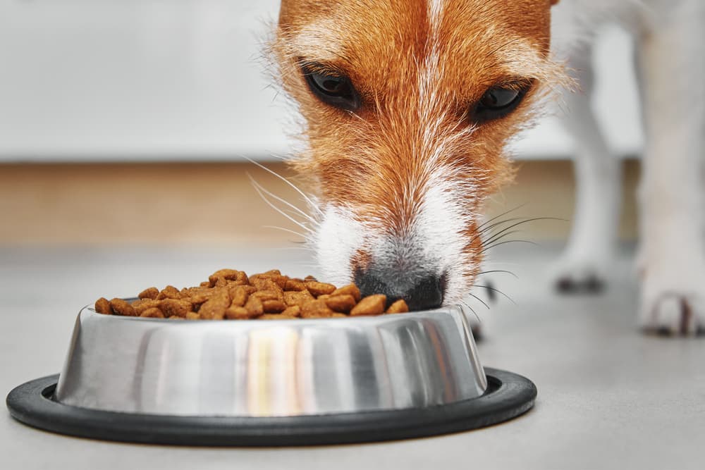 11 Best Dog Foods for Allergies in 2024