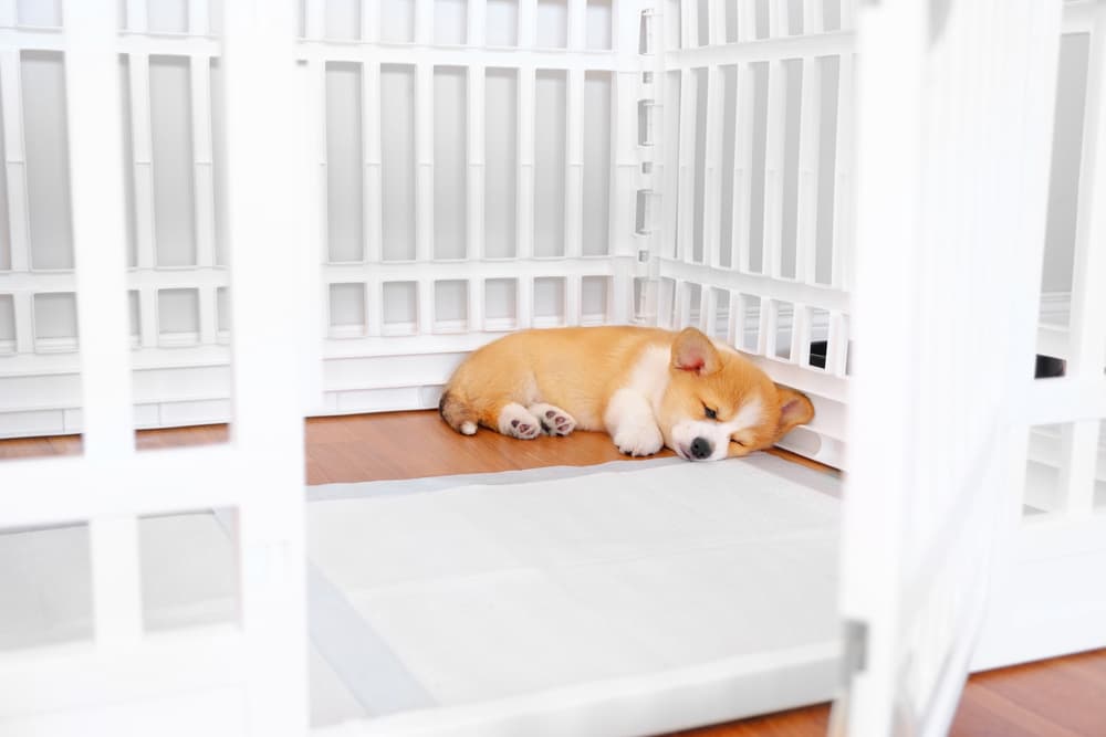 10 Best Dog Playpens for Indoor and Outdoor Use