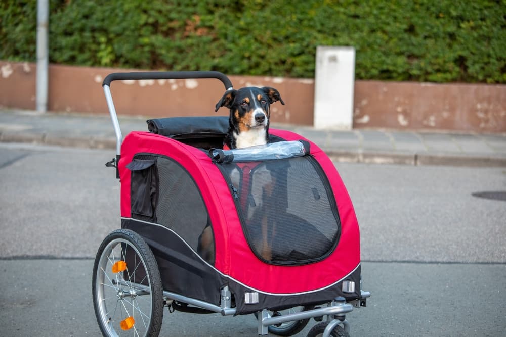 The 7 Best Dog Strollers of 2023, Tested and Reviewed