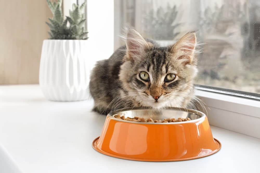 7 Best Cheap Cat Foods That Provide High-Quality Nutrition