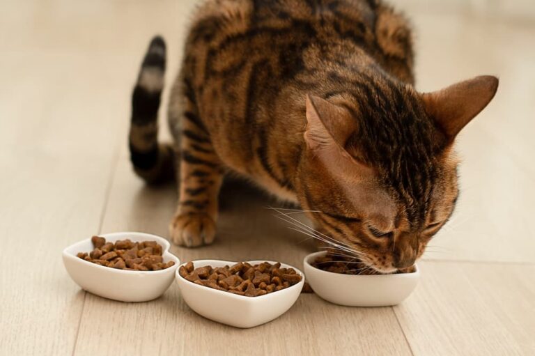 7 Best Cheap Cat Foods That Provide HighQuality Nutrition Vetstreet
