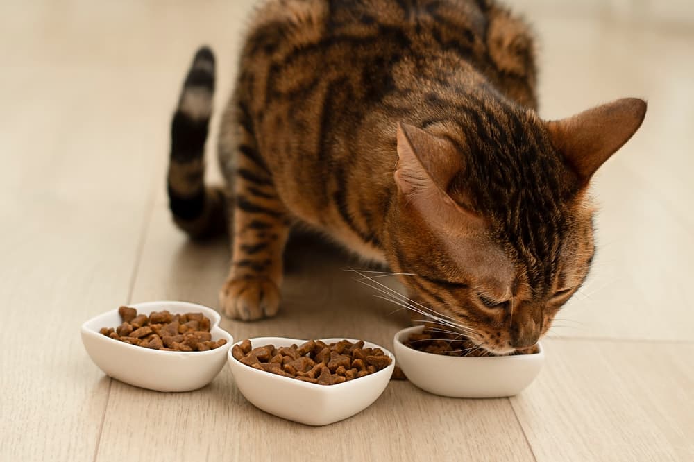 cat inspects several bowls of cat food
