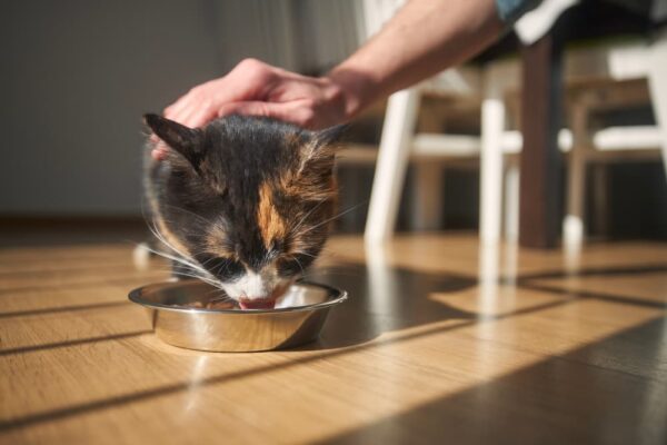 View of 8 Best Grain-Free Cat Foods in 2025 - Vetstreet | Vetstreet
