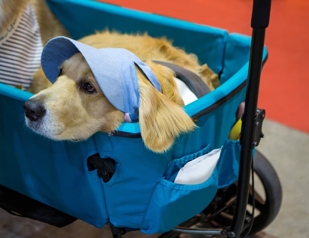 dog with a hat on sitting in a wagon