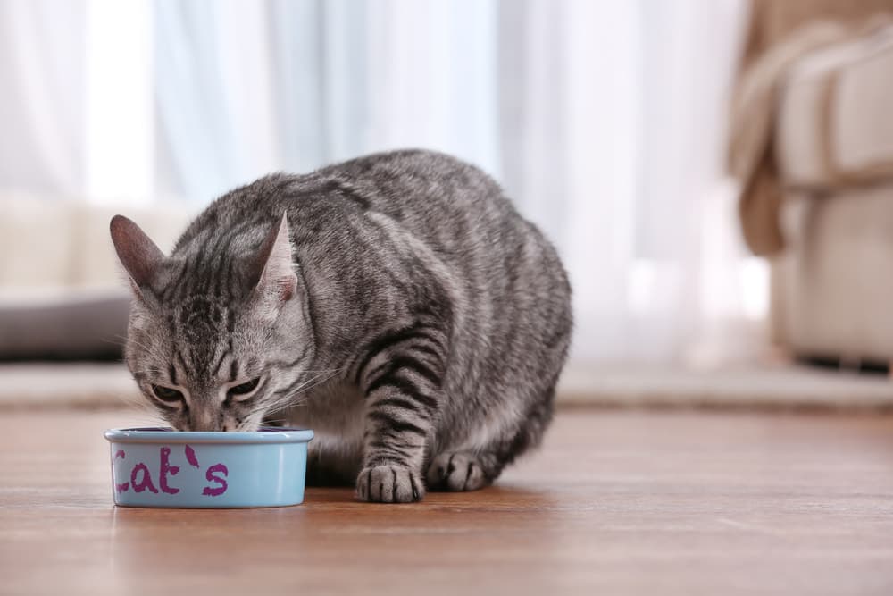 gray cat eating out of a blue bowl