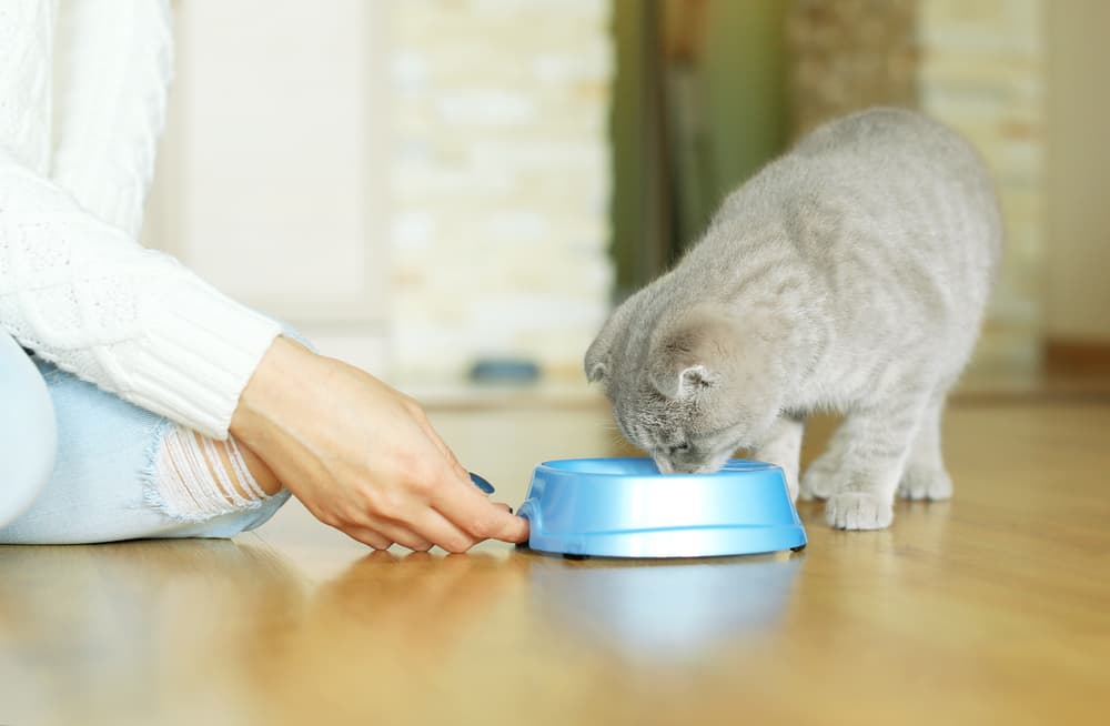 cat looking at bowl containing cheap cat food