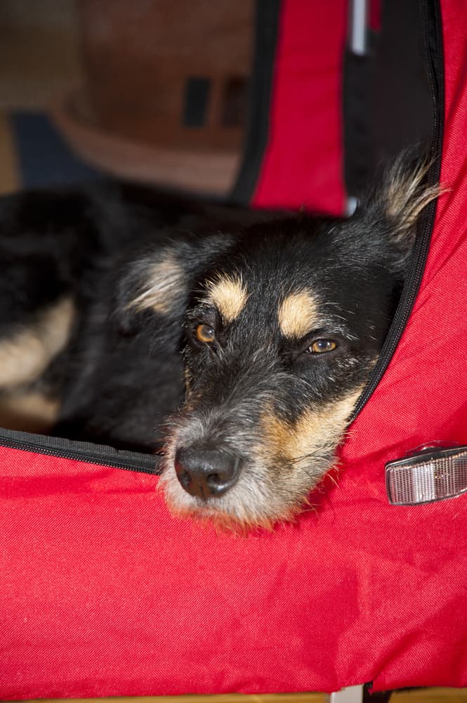 dog in a soft sided crate