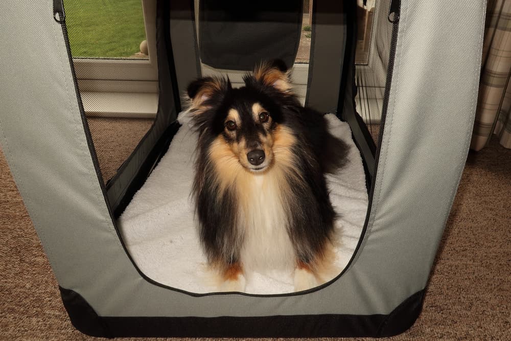 8 Best Soft Dog Crates for Comfort and Convenience