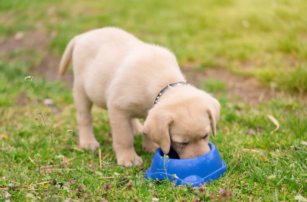 puppy eating food out of a blue bowl in the grass