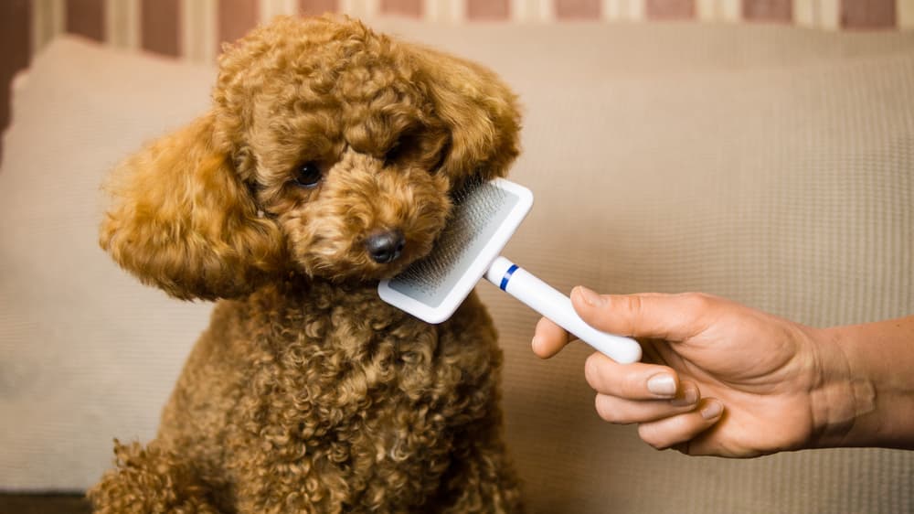 6 Best Dog Slicker Brushes According to Groomers