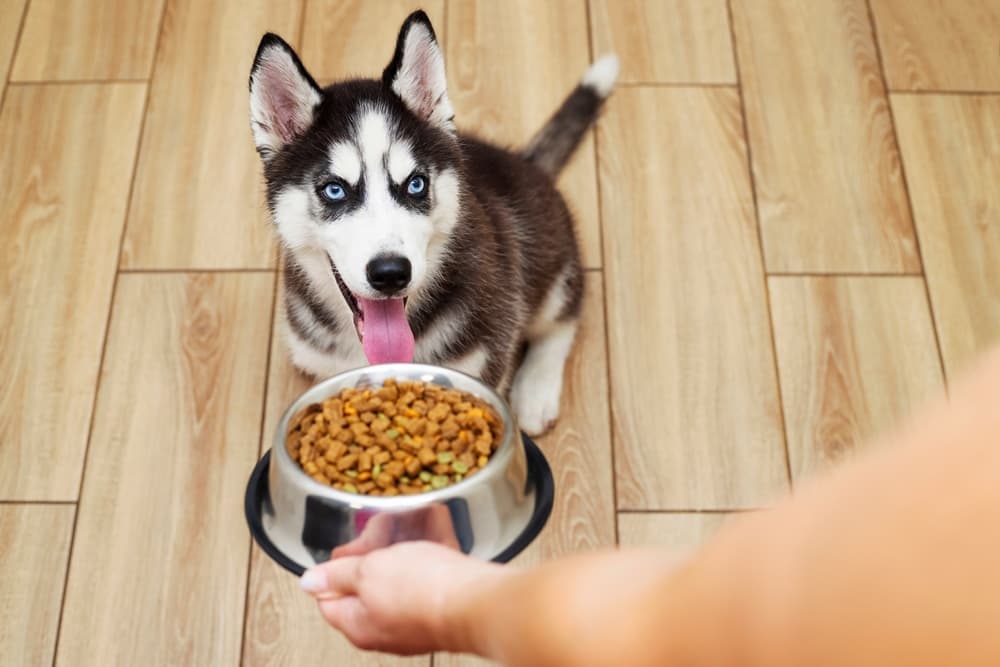 Best Large Breed Puppy Food: 6 Options for Growing Dogs