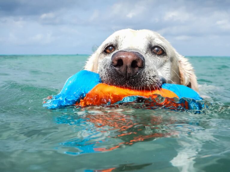 10 Stylish Dog Swimsuits and Trunks for Summer Days Vetstreet Vetstreet