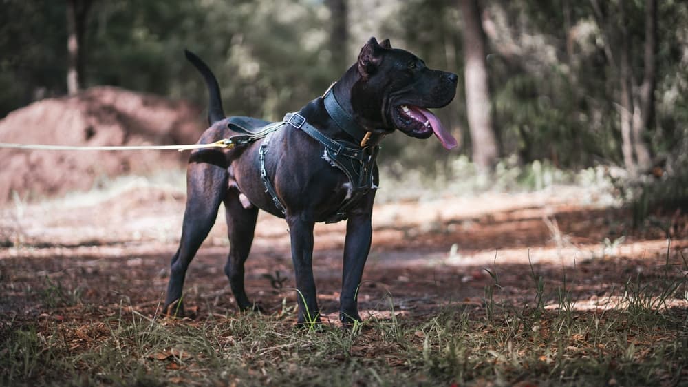 Beige Harness - Leather harness for your dog