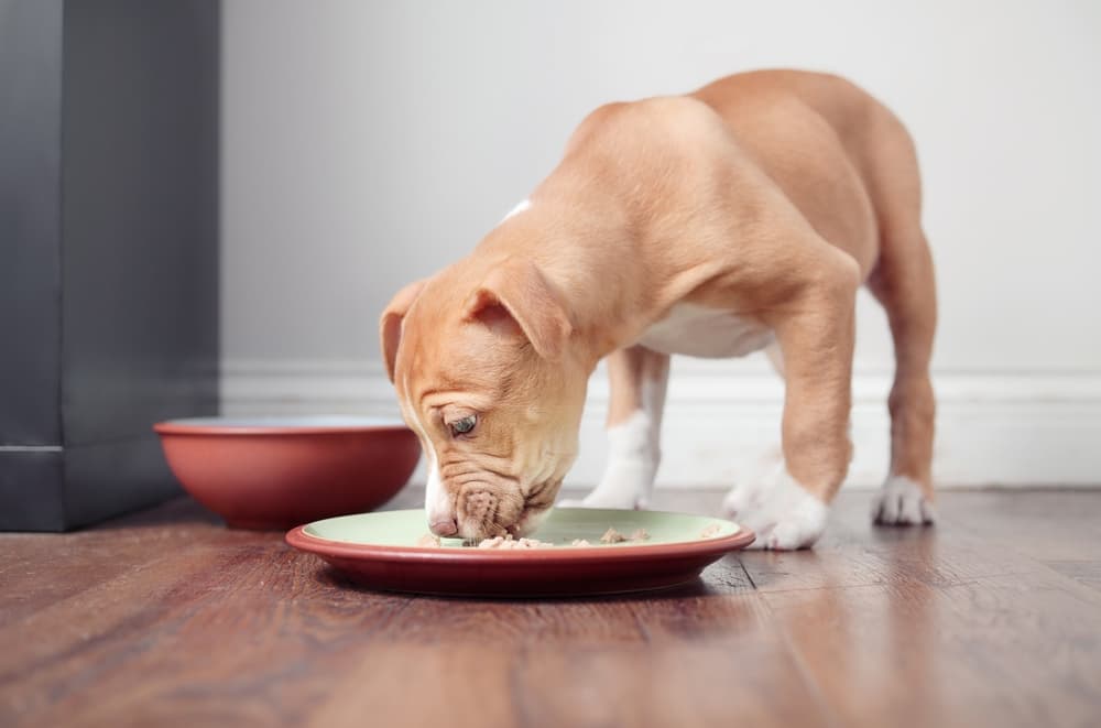 large puppy eating food off a plate on the floor