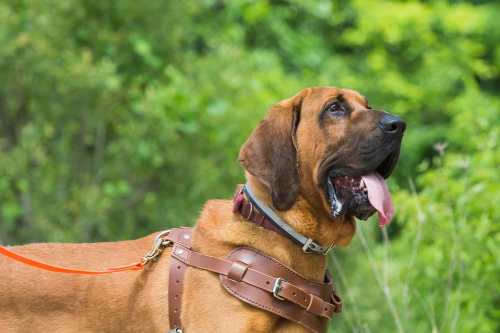 Italian Leather Dog Harness in Luggage Brown  Leather dog leash, Luxury  dog collars, Dog harness