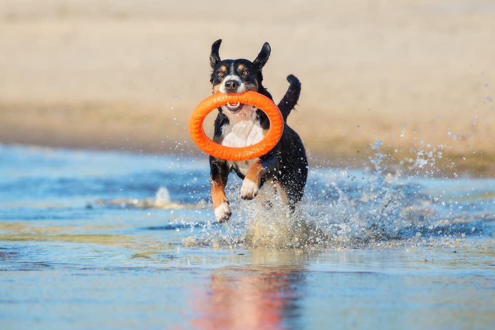 Dog Frisbee