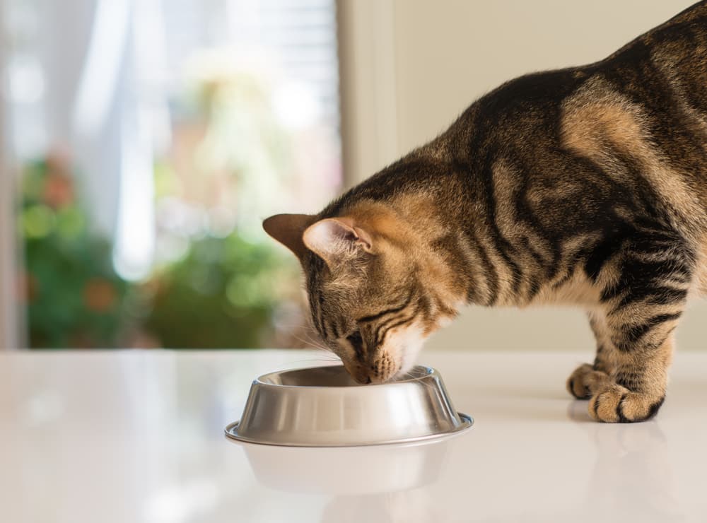 cat eating out of a stainless steel bowl on the countertop