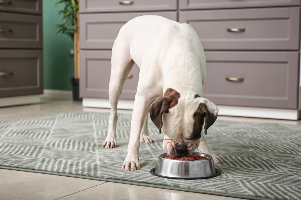 5 Benefits of High Protein Dog Food