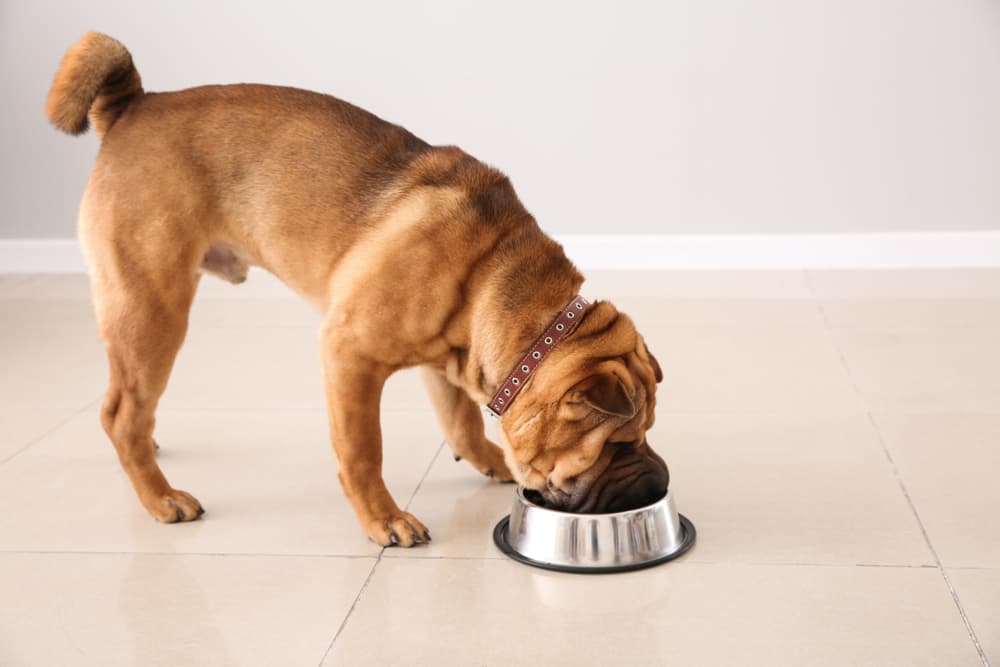 dog eating from bowl of food 