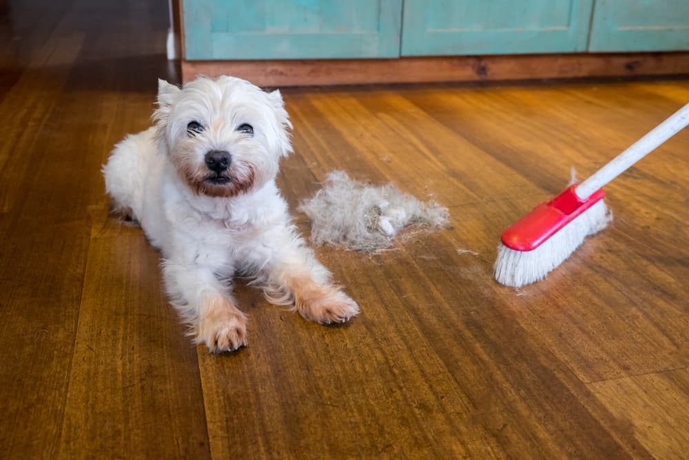 small white dog sitting on hardwood floor next to a pile of fur and a broom