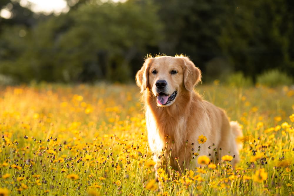 Best Fish Oil for Dogs: 6 Vet-Recommended Picks in 2024