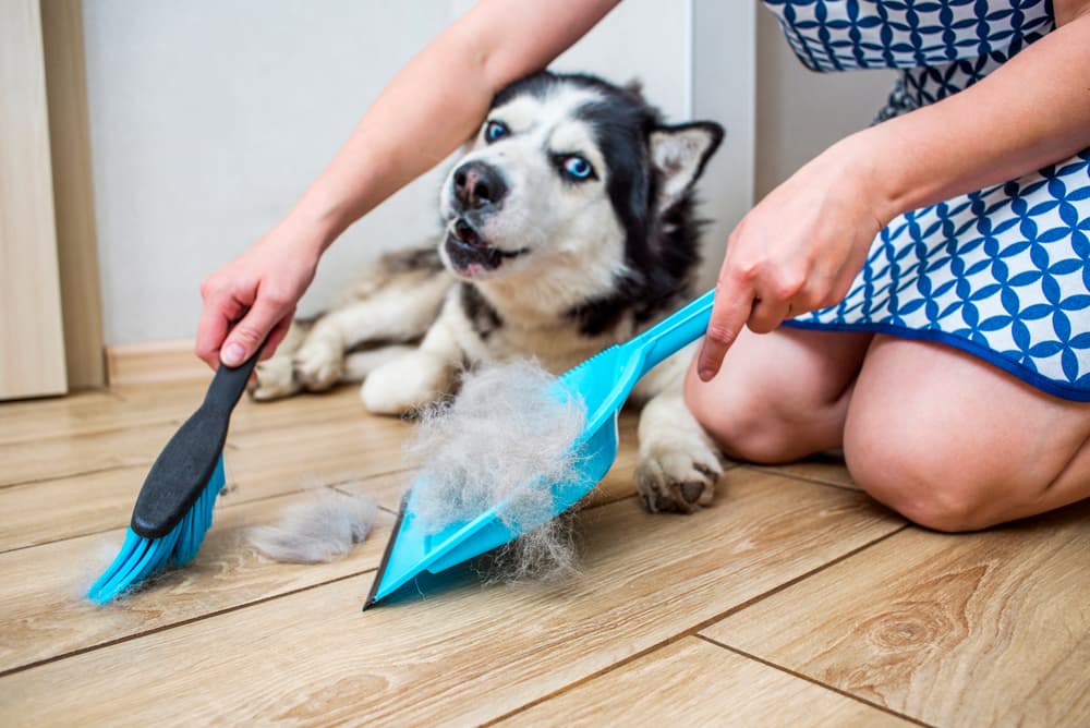 Furwell Pet Hair Broom Review: Does it Work? 