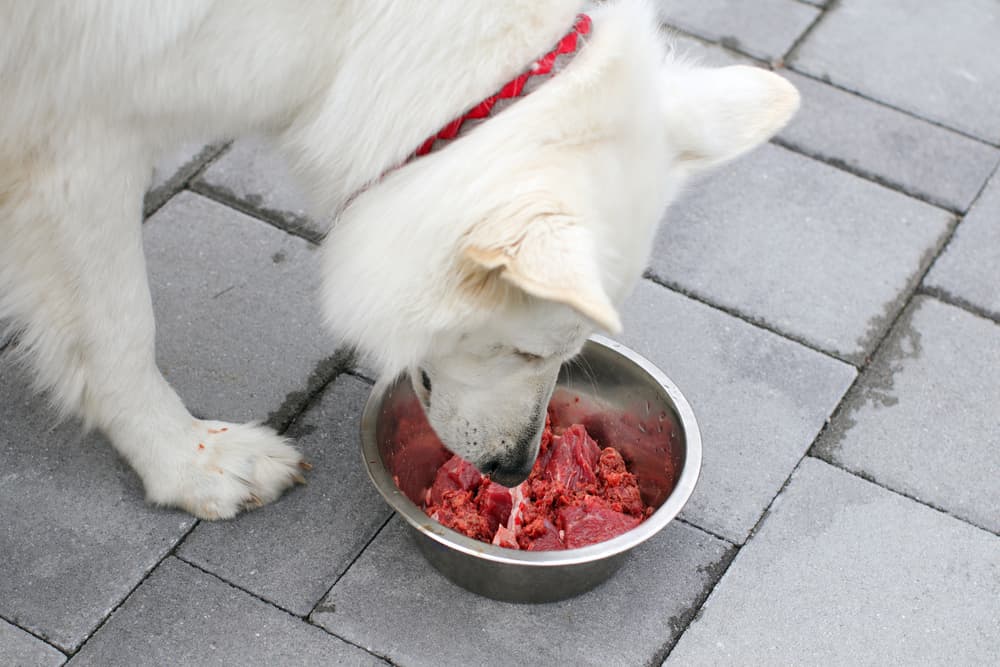 White canine eats raw dog food in a bowl