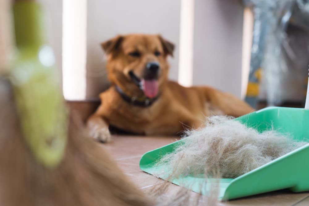 brown dog sitting in background of photo of a dustpan filled with dog hair and dust