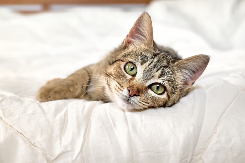 6 Best CBD Cat Treats and Chews