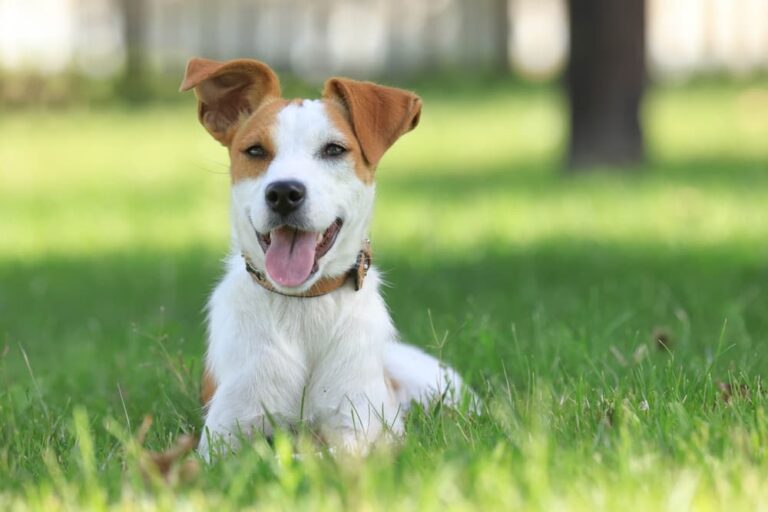 5 Best Dog Tie Out Cables for Outdoor Safety Vetstreet Vetstreet