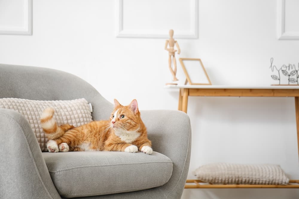 Cat Litter Box Furniture: 7 Stylish Options