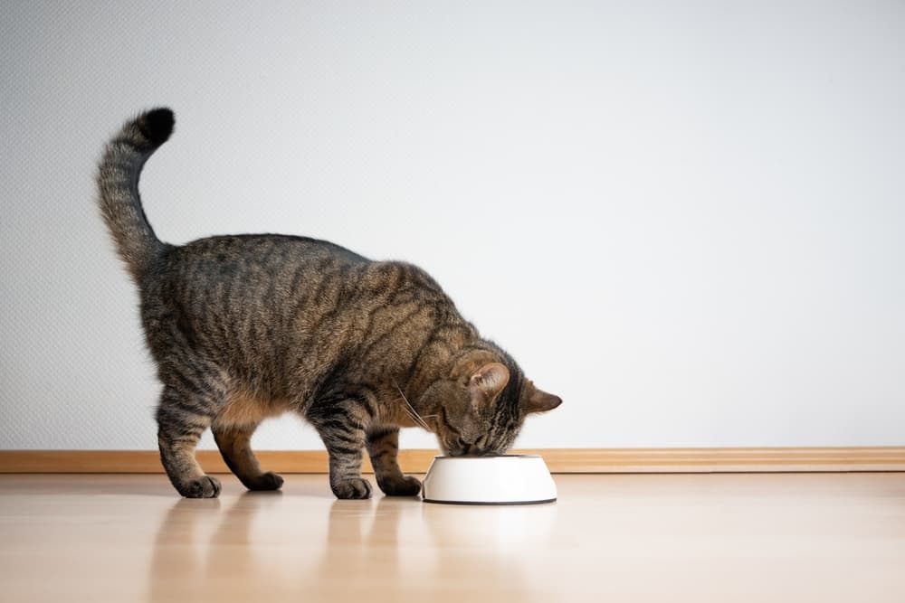 cat eating out of a white bowl on hardwood floor 