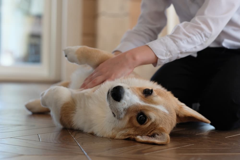 dog rolling over has good gut health 