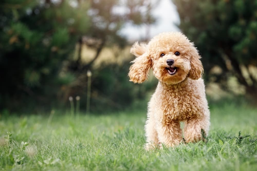 Dog Gut Health: What It Is and Why It Matters