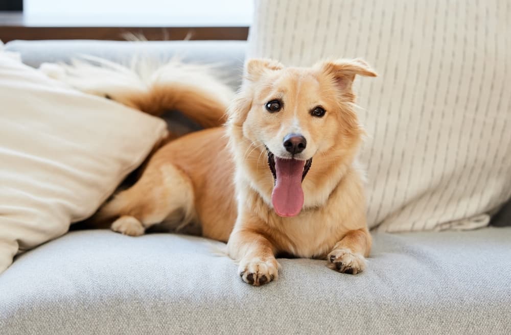 dog smiling sitting on couch among pillows