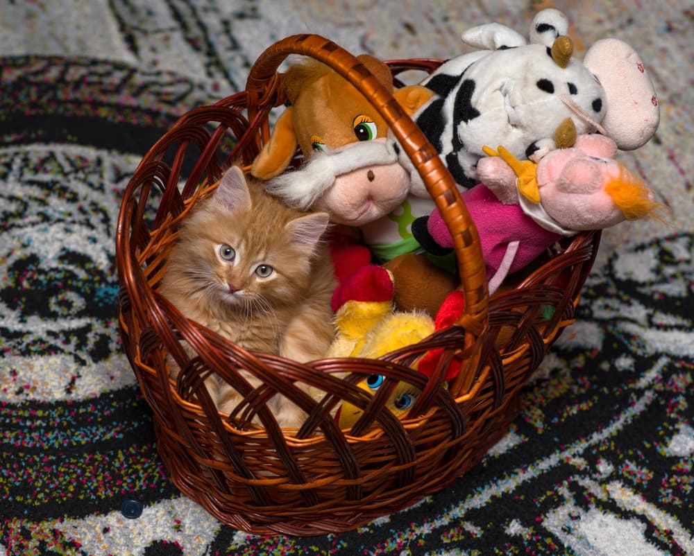 cat playing in toy basket