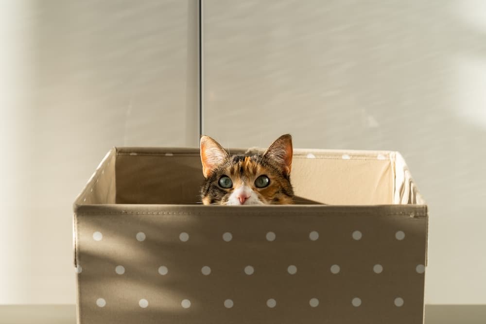 cat toy box with a cat peeking out