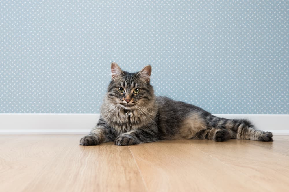 cat sits pretty on floor