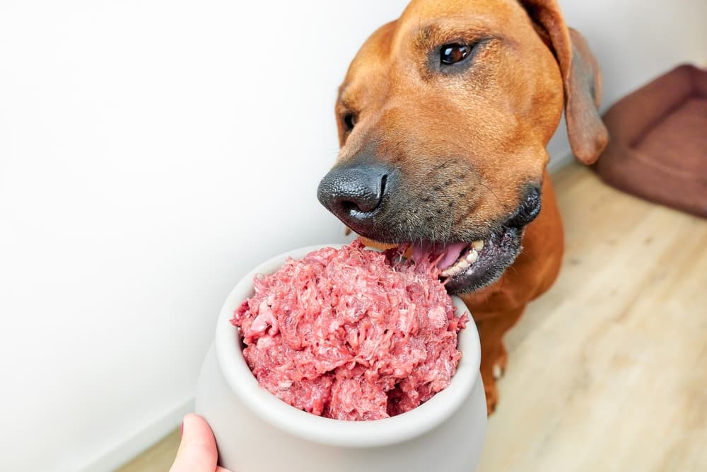 dog eating raw dog food