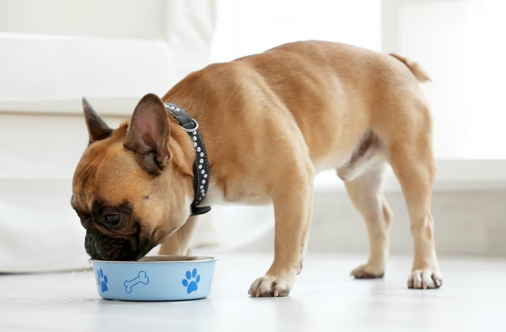 french bulldog eating high protein dog food