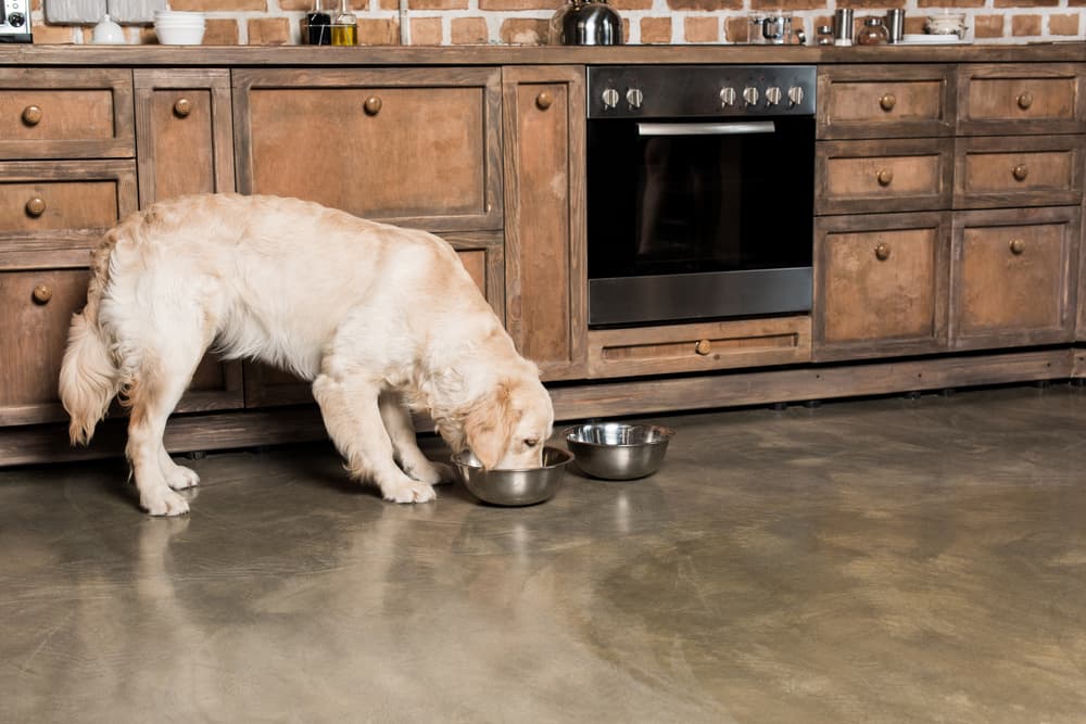 dog eating from a bowl of food in the kitchen 